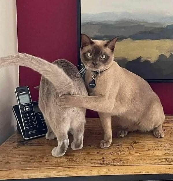 Dva mačky na stole; jedna mačka drží druhú za chvost vedľa telefónu, tvár zvedavá, miestnosť so žltým obrazom.