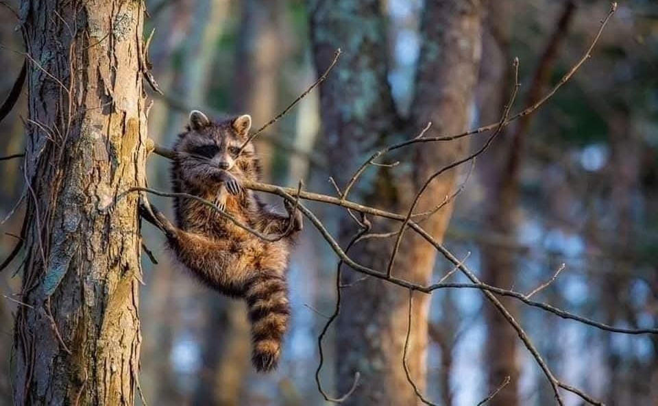 Mýval oddychujúci na konári stromu v lese za slnečného dňa.
