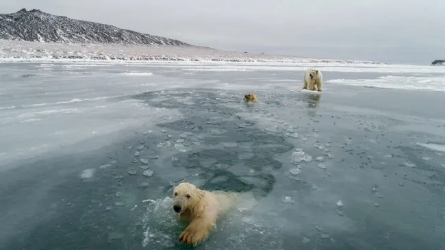 Ľadové medvede plávajú v zamrznutom mori na Arktíde, okolité ľadové kryhy vytvárajú dramatický zimný pohľad.