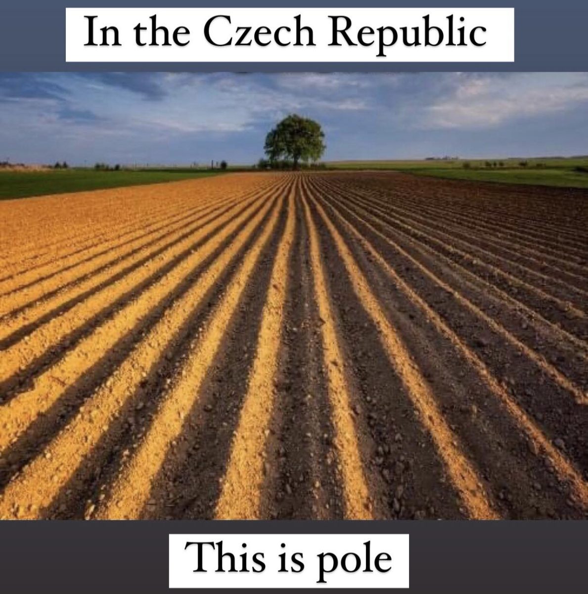 Pole s pravidelnými brázdami a stromom v pozadí pod modrou oblohou v Českej republike.