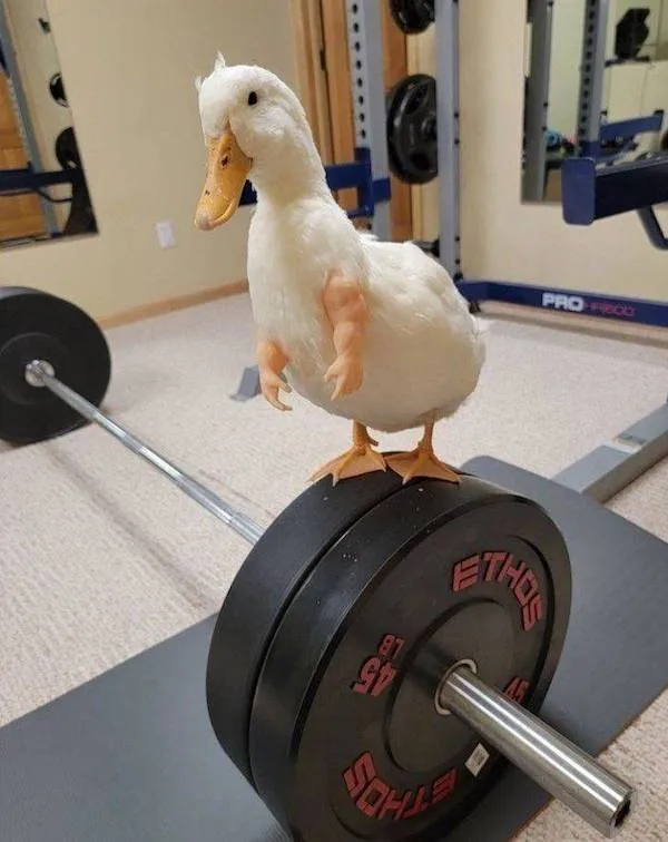 Kačica na činke vo fitnescentre, zábavná momentka zo športového prostredia.