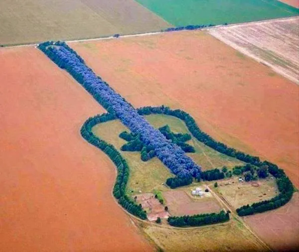 Letecký pohľad na les v tvare gitary v poli, kreatívny prírodný dizajn zhora.