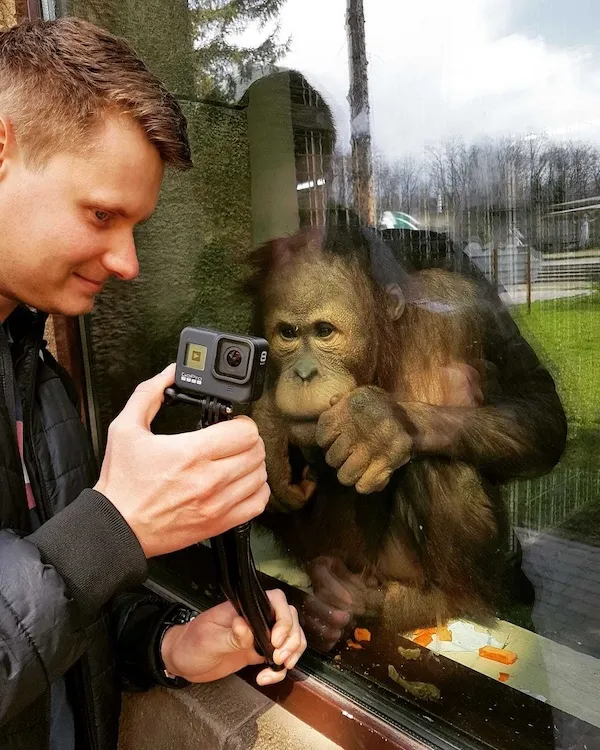 Muž fotí orangutana cez sklo v zoologickej záhrade, využívajúci GoPro kameru na zachytenie momentu.