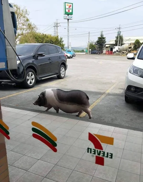 Prasa kráča parkoviskom pri obchode 7-Eleven, vedľa zaparkovaných áut.