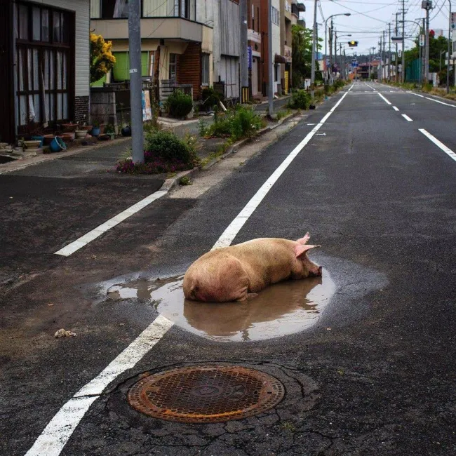 Prasa ležiace v mláke na opustenej ceste v meste, vedľa kanalizačného poklopu.