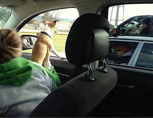 Pes sa rozpráva s ďalším psom cez okno auta na parkovisku.