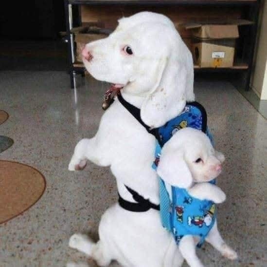 Biele psy s ruksakmi, sedí veľký pes a na chrbte nesie malého psíka v modrom nosiči.