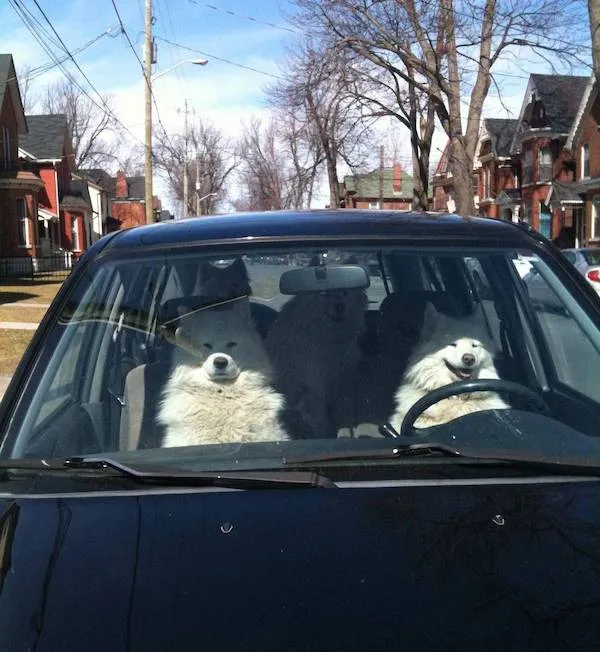 Tri psy sedia v aute, z toho jeden na mieste vodiča. Scéna vo vnútri zaparkovaného vozidla na ulici.