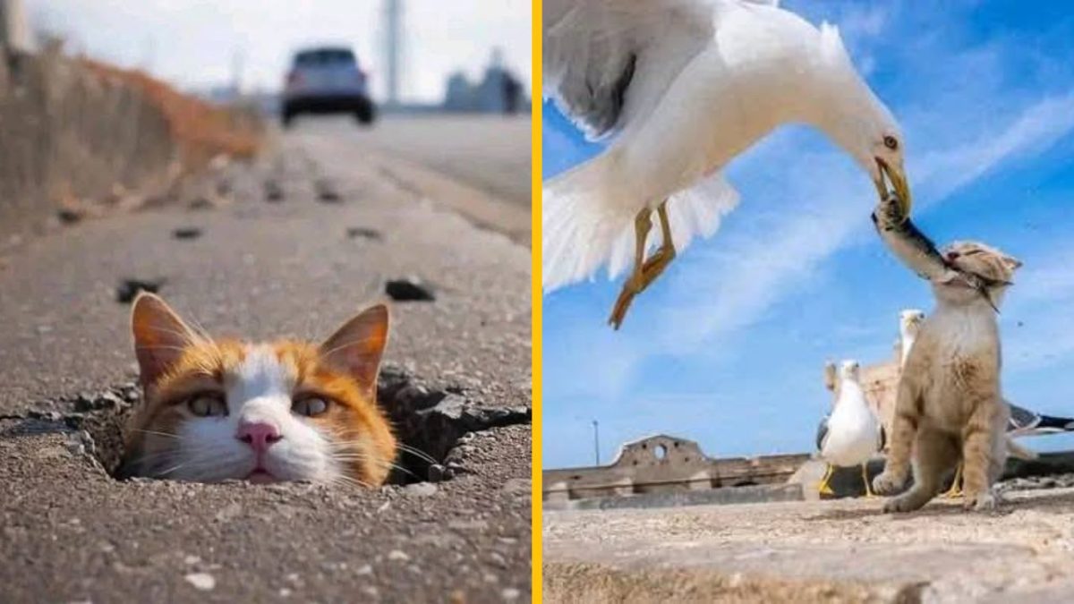 Na obrázku je mačka v diere na ceste a mačka interaguje s čajkou na modrej oblohe.