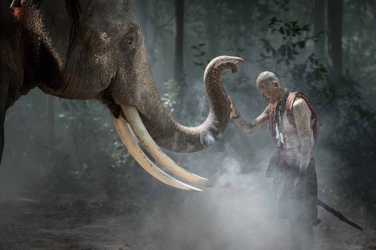 Osoba a slon v lese: Stojaca tvárou v tvár v jemnej hmle, bond medzi človekom a prírodou.