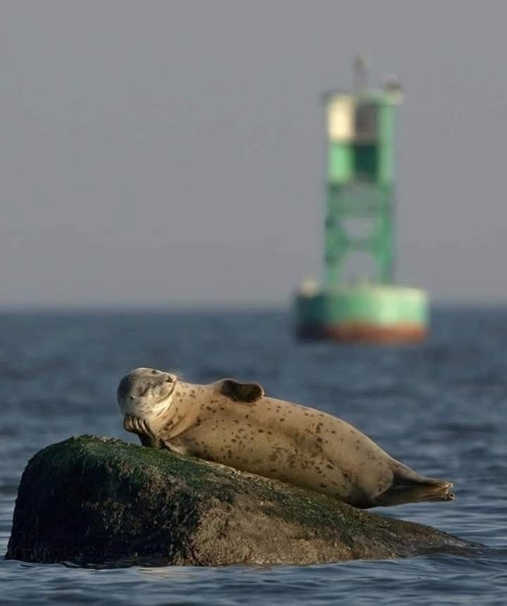 Ležiaci tuleň na skale s majákom v pozadí pri západe slnka na mori.