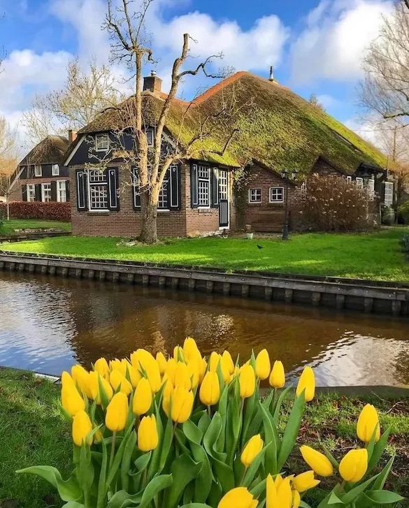 Vidiecky dom s trstinovou strechou pri kanáli, obklopený záhradou s rozkvitnutými žltými tulipánmi.