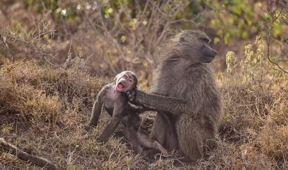Opice v savane: dospelý pavián drží mláďa, ktoré sa hrá v suchom trávnatom prostredí.