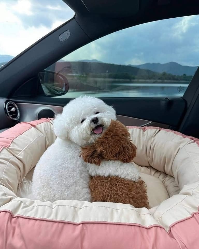 Dva roztomilé psíky objímajúce sa v pelechu na sedadle auta s výhľadom na jazero a kopce.