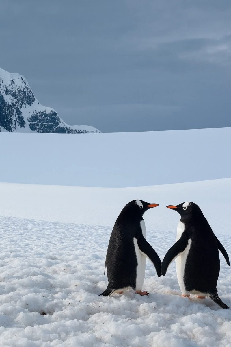 Dvaja tučniaky stoja na snehu pred zasneženým kopcom pod zamračenou oblohou.
