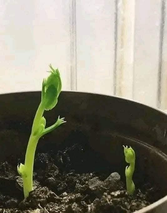 Dve mladé rastlinky vyrastajúce zo zeme v kvetináči, symbolizujúce nový život a rast v interiéri.