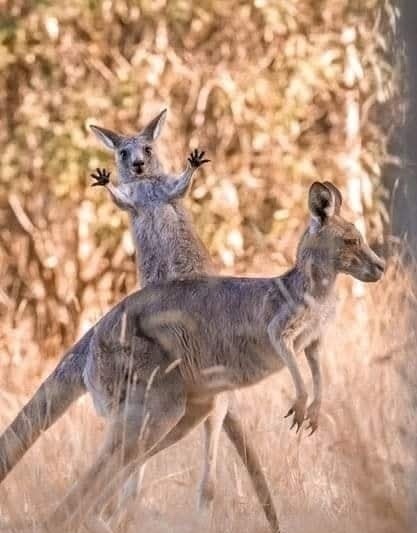 Kengurie mláďa sa objíma s matkou na austrálskom slnku v lese.