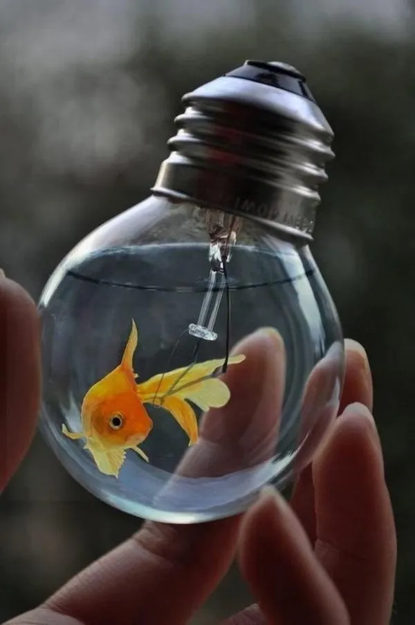 Zlatá rybka pláva v žiarovke: kreatívna ilúzia skla a vody, symbol kreativity a neočakávaných kombinácií.