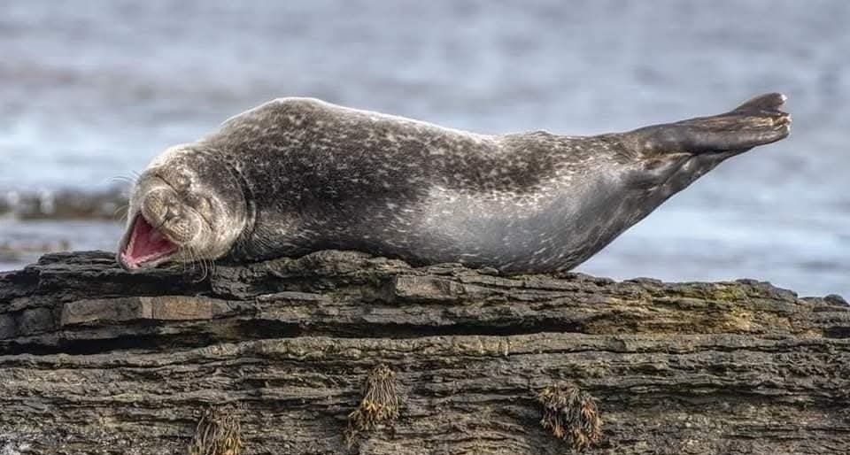 Spokojný tuleň ležiaci a zívajúci na skalnatom pobreží pri mori.