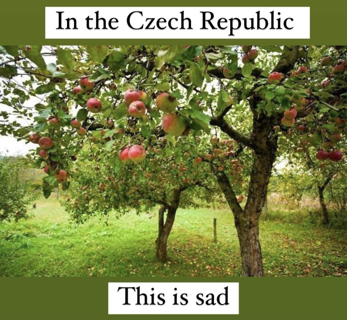 Nevím, kdo to je.Alternatívny text: Jabloňový sad s červenými jablkami v zelenom prostredí.