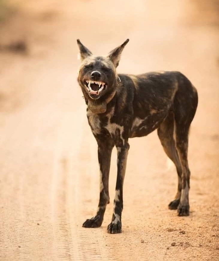 Divoký pes africký s otvorenou papuľou stojí na prašnej ceste v savane.