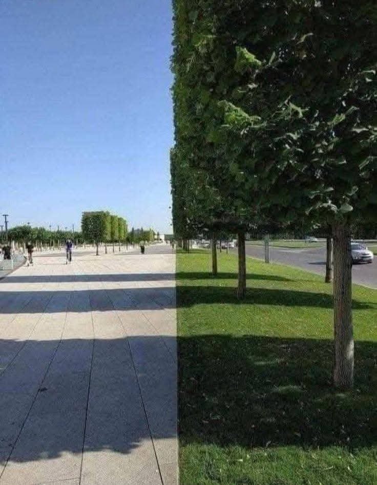 Dláždený chodník s radom stromov na trávnatej ploche, tieň vytvára zaujímavý kontrast.