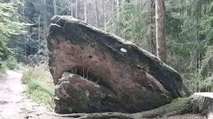 Veľký balvan v lese pripomínajúci tvar žraloka, ideálne miesto na turistický výlet a fotografovanie.