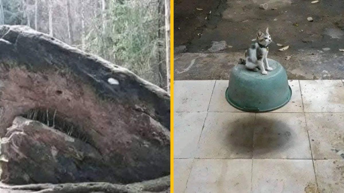 Skala pripomínajúca tvár žraloka a mačka sediaca na obrátenej miske vonku na špinavom dvore.