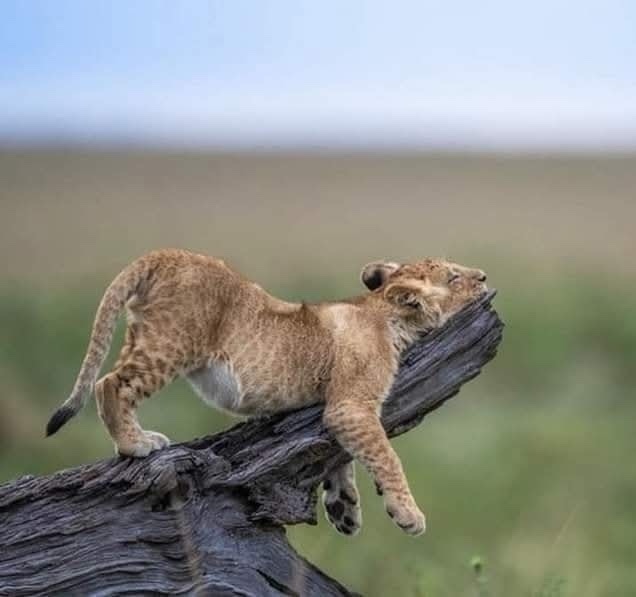 Levica relaxuje na vetve v savane, zatiaľ čo sa opiera a teší z pokojných okamihov v prírode.