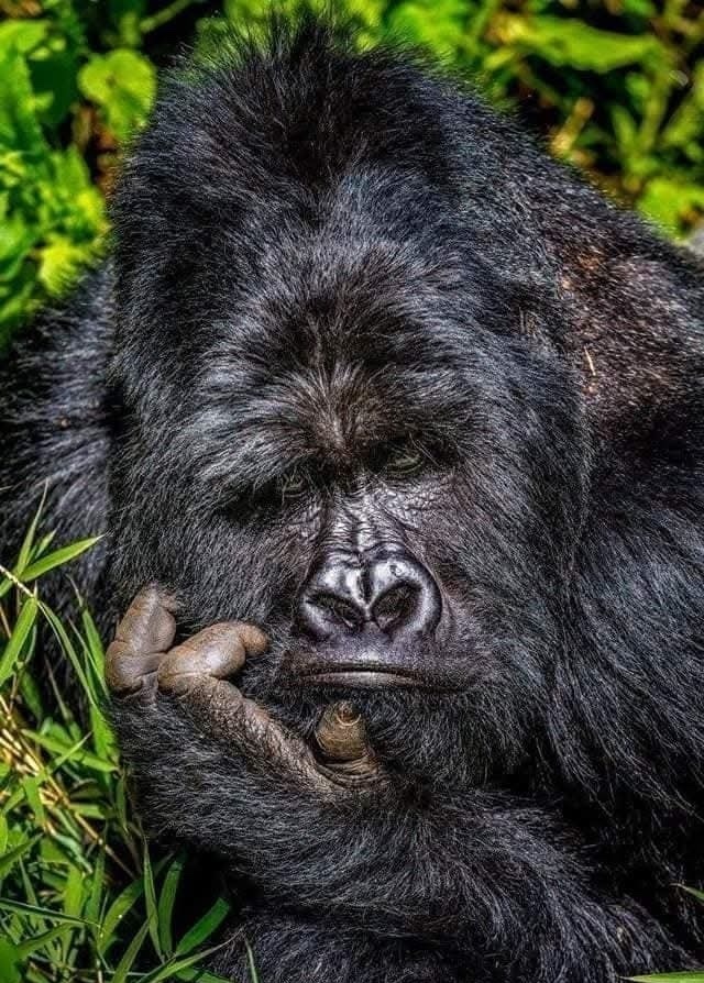 Gorila v hlbokom zamyslení sedí v bujnej zeleni tropického lesa.