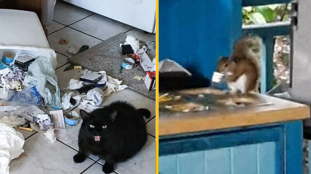 Čierna mačka v neporiadku v byte, veverička na stole s jedlom v pozadí kuchyne.