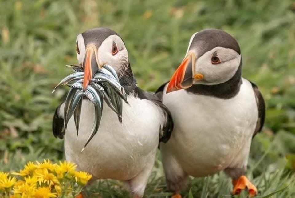 Dva papuchalky s čerstvo ulovenými rybami v zobáku stojace na lúke plnej kvetov.