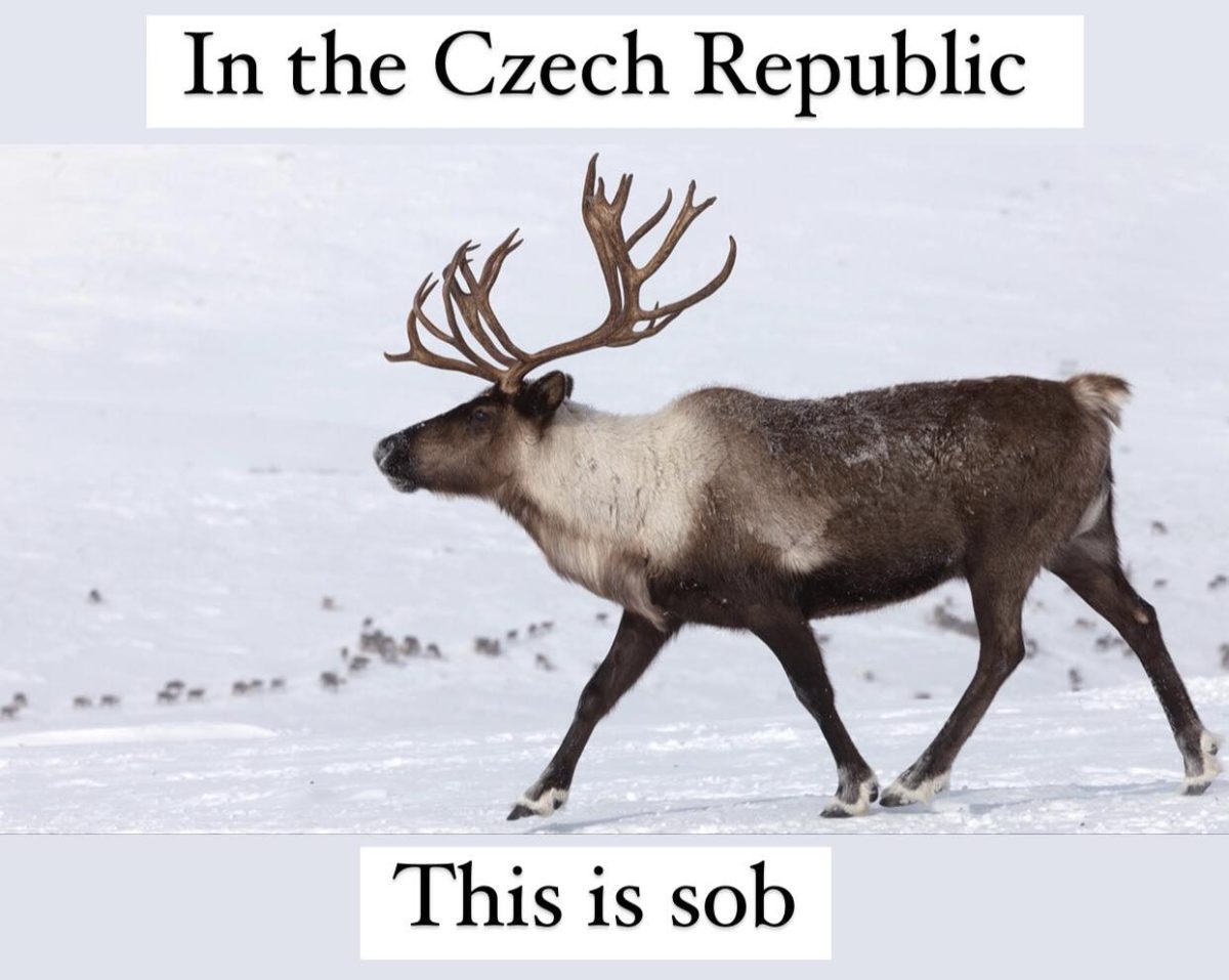 Sob kráčajúci po zasneženej krajine.