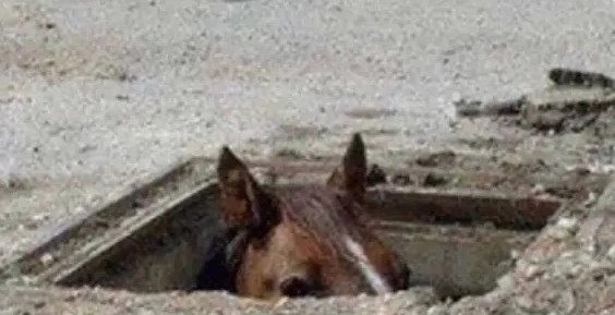 Kôň vykukuje z kanála, zvedavo pozoruje okolie mestského prostredia.