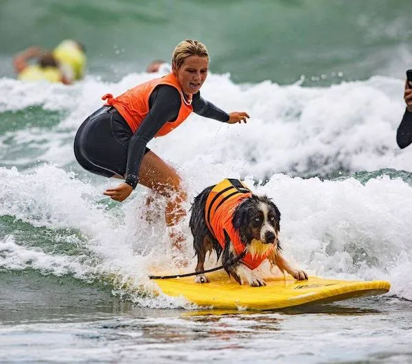 Žena a pes na surfe v oranžových vestách jazdia na vlne. Adrenalínový vodný šport so zvieracím kamarátom.