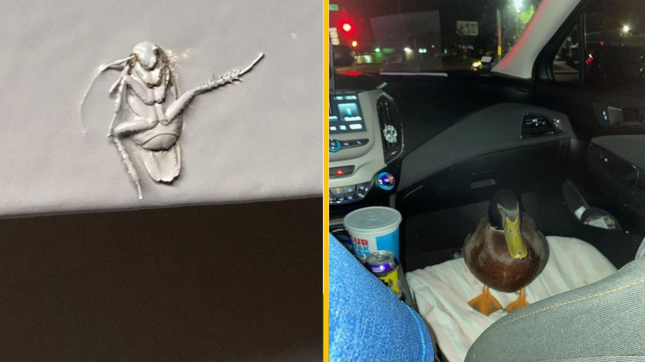 Šváb na stene a kačka v aute vtipne ilustrujú neočakávané situácie v interiéroch.