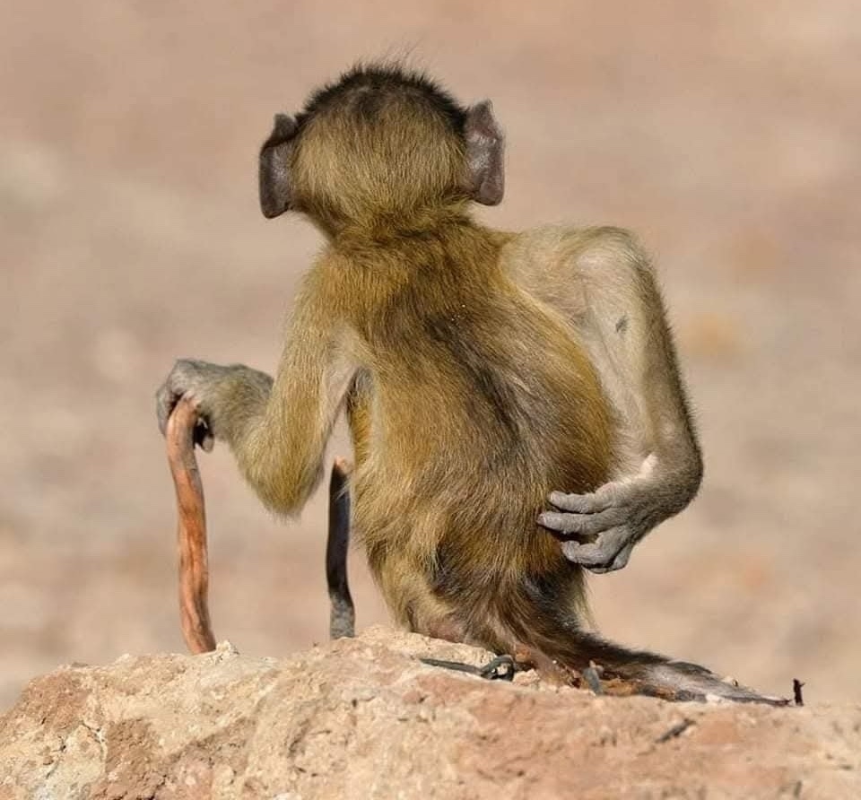 Mládě opice na skale s chvostíkom, zadný pohľad, hľadá rovnováhu v prírode.