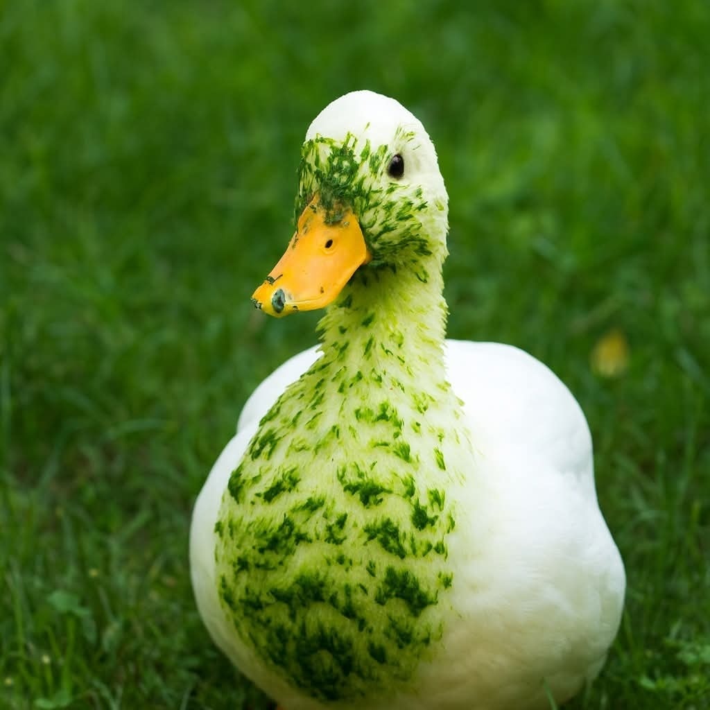 Kačica pokrytá zelenými riasami stojí na tráve a pozerá priamo do objektívu.