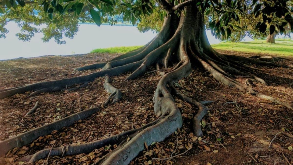Starý strom s masívnymi koreňmi na okraji jazera v zelenom parku.