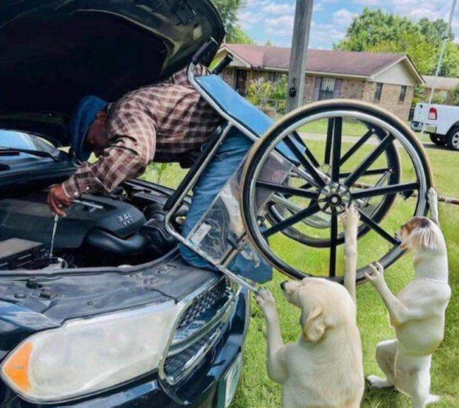 Osoba na vozíku opravuje motor auta, zatiaľ čo dvaja psi mu pomáhajú pri zdvihnutí vozíka na trávniku pred domom.