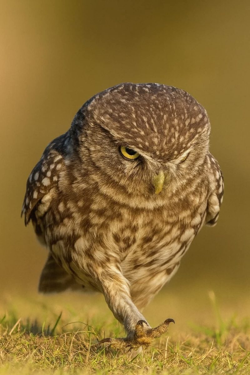 Sova kráča po tráve s prenikavým pohľadom, zachytená zblízka vo svojom prirodzenom prostredí.