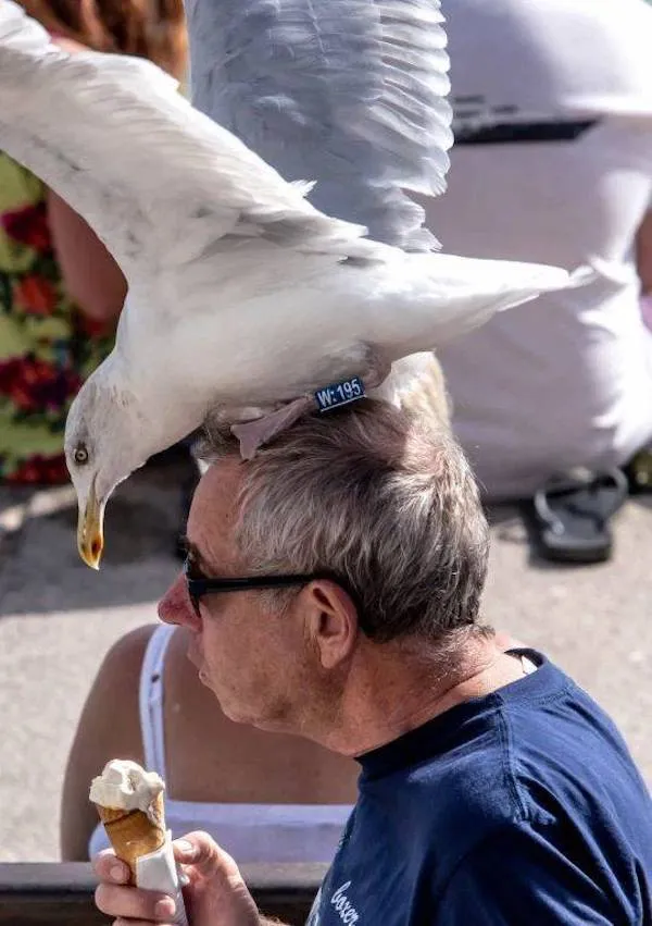 Muž s čajkou na hlave si užíva zmrzlinu v slnečnom počasí.