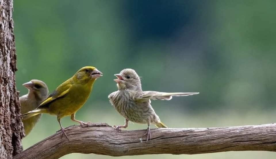 Tri vtáčiky na konári uprostred lesa, jeden vtáčik má roztiahnuté krídla.