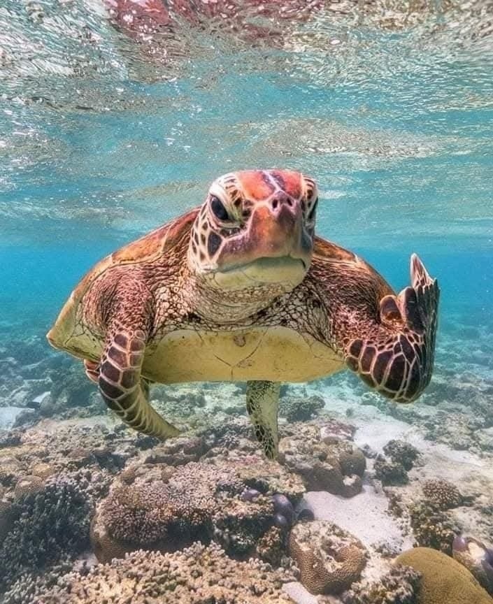 Morská korytnačka pláva nad koralovým útesom v tyrkysovo modrej vode, pohľad zblízka.