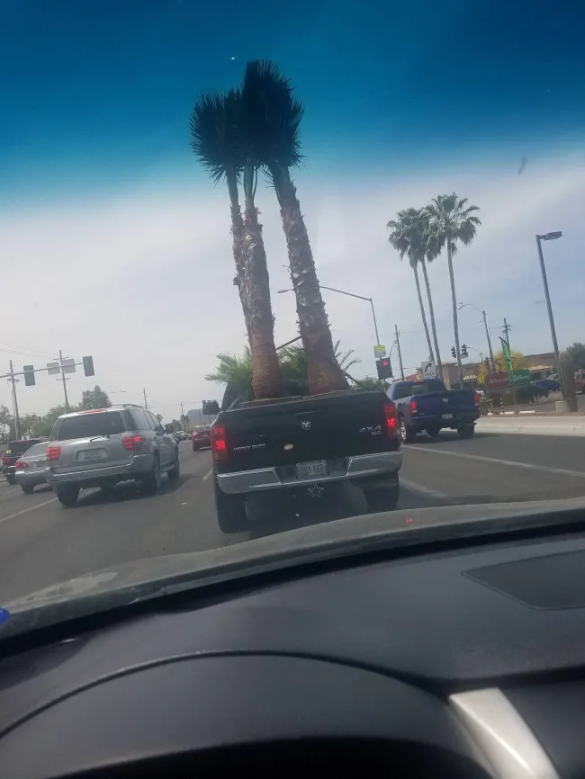 Auto prevážajúce dve vysoké palmy v korbe na rušnej ceste, palmy vyčnievajú nad kabínu.