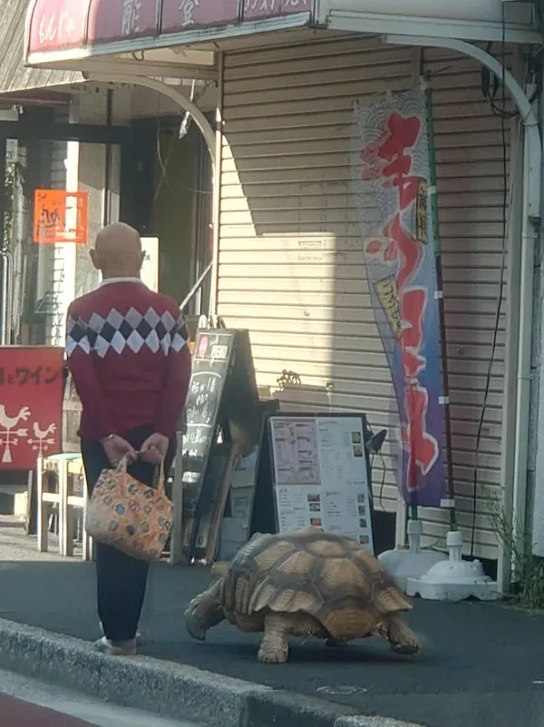 Pán kráča po meste so svojou veľkou korytnačkou, vedľa reštaurácie s japonskými nápismi.