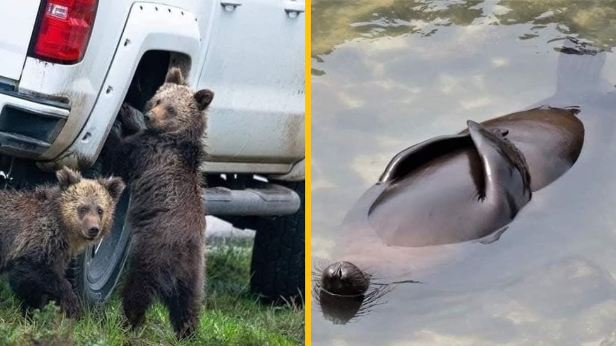 Medvedie mláďatá skúmajú auto; tuleň pláva v jazere. Divočina a príroda spájajú svoje sily.