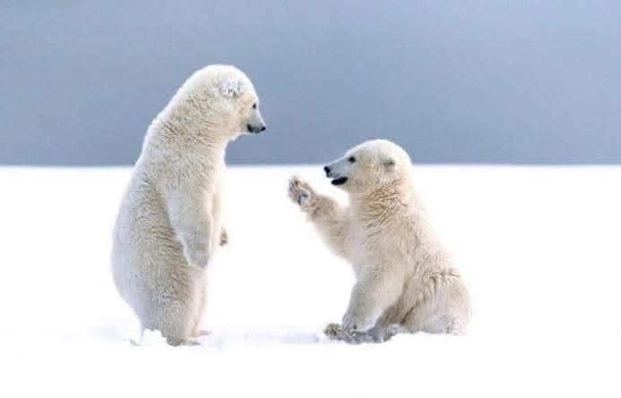 Dve mladé ľadové medvede hrajúce sa na snehu v arktickej krajine.