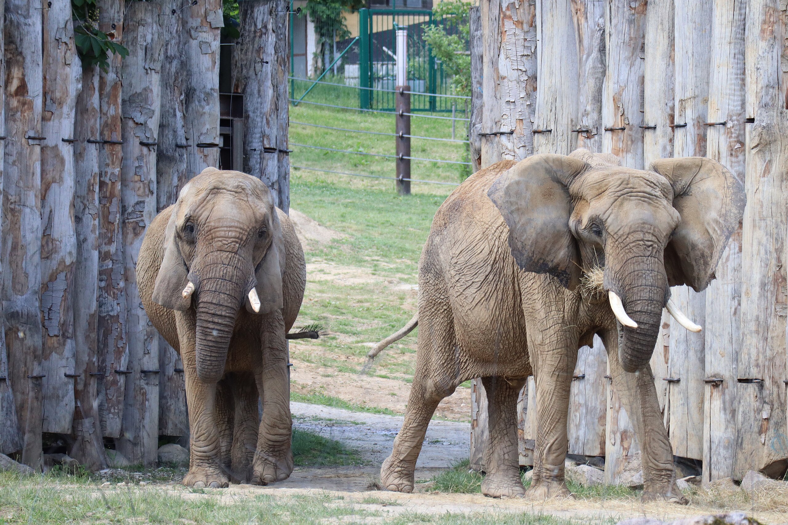 Dva slony africké kráčajúce dreveným priechodom v zelenom prostredí, príroda, zverinec.