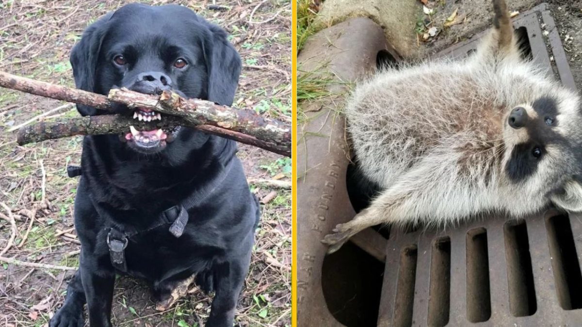 Čierny pes drží v papuli vetvy a mýval uviazol v mreži kanalizácie, vtipná situácia v prírode.